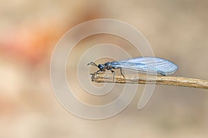 Image of myrmeleon formicarius perched on a branch on nature background. Antlion. Insect