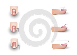 The image of the nails of the fingers. tutorial for learning manicure. vector illustration isolated on a white