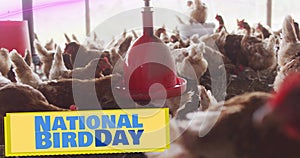 Image of national bird text over chicken in pen photo