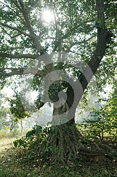 The image of natural grafting of two trees