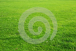 Natural green grass background texture