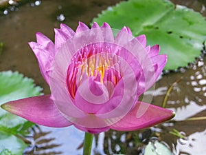 Natural Rose color Water Lily Flower of sri lanka