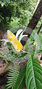 This image natural wield  yellow flower