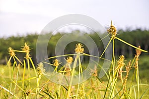 Image nature of grass field and the flower