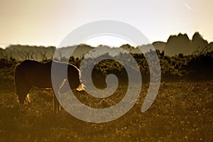 Image of New Forest pony backlit by rising sun