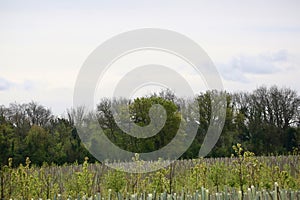 Rows of new trees for rewilding project photo