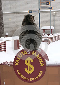 Image of the nicecat in winter time sitting on the sign currency exchange.