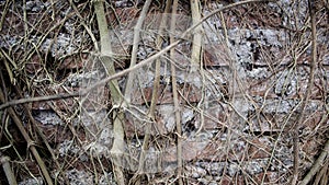 Image of an old brick wall with a bunch of roots