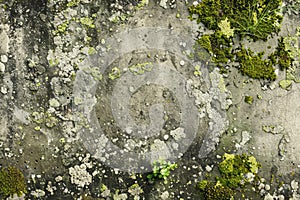 Image of Old dirty gritty mossed concrete wall. Texture for background usage