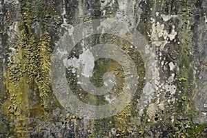 Image of Old dirty gritty mossed concrete wall. Texture for background usage