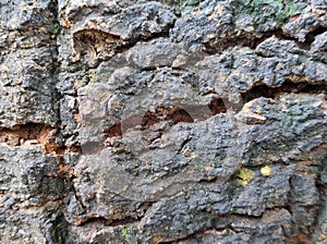 Image of an old, gnarled mango tree