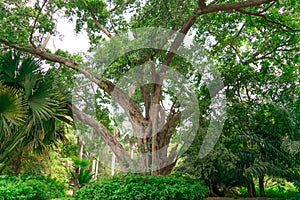 Image Of Old Green Trees, Shot at Lalbagh