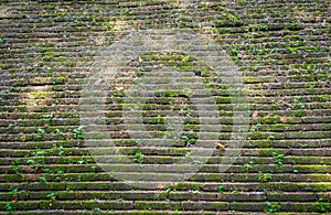 image of old mossy wall in day time