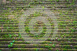 image of old mossy wall in day time