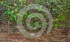 image of old mossy wall in day time