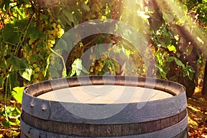 Image of old oak wine barrel in front of wine yard landscape. Useful for product display montage.