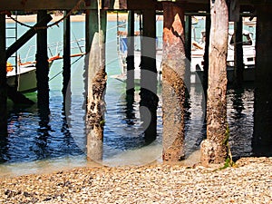 Image old pier piles encrusted with seal-life