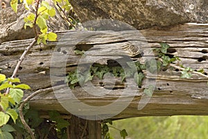 Wood beam with woodworm photo