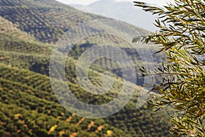 An image of olive grove and some branches and leaves in the closeup