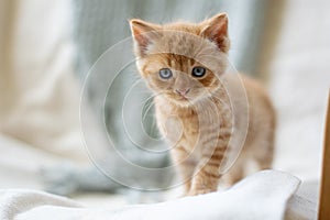 Orange kitten looking curiously into the camera