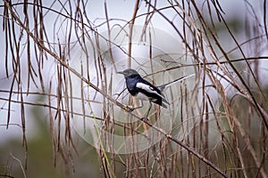 Image of Oriental magpie robin Copsychus saularis on a tree branch on white background. Birds. Animal