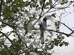 Image of an Oriental Pied Hornbill