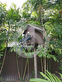 Image of an Oriental Pied Hornbill