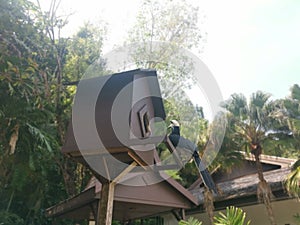 Image of an Oriental Pied Hornbill