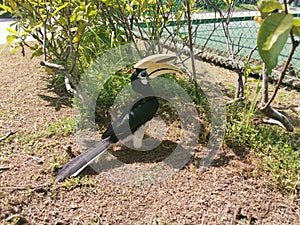 Image of an Oriental Pied Hornbill