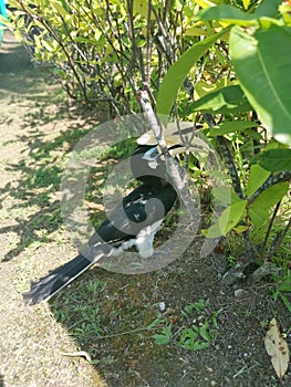 Image of an Oriental Pied Hornbill