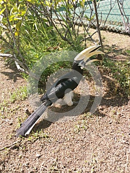 Image of an Oriental Pied Hornbill