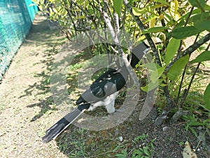 Image of an Oriental Pied Hornbill