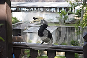 Image of an Oriental Pied Hornbill