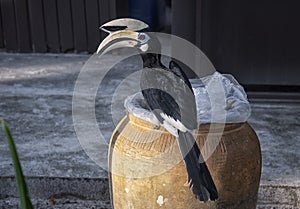 Image of an Oriental Pied Hornbill