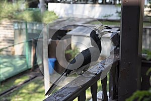 Image of an Oriental Pied Hornbill