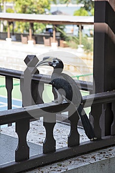 Image of an Oriental Pied Hornbill