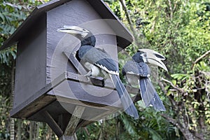 Image of an Oriental Pied Hornbill