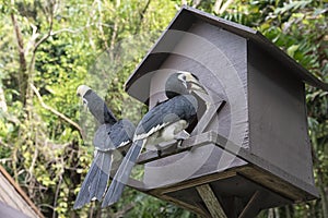 Image of an Oriental Pied Hornbill