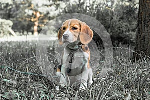 Image with original color reproduction, stylized faded retro postcard. A thoughtful Beagle puppy on a walk in a city park. Portrai