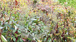 An image of an ornamental shrub with large red-green leaves against the background of a city park of our time. Nature is