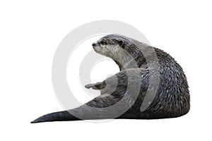 Image of a otterLutrinae isolated on white background. Wild Animals