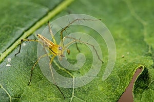 Image of Oxyopidae Spider.