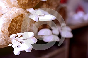 Image of Oyster mushroom grow from cultivation