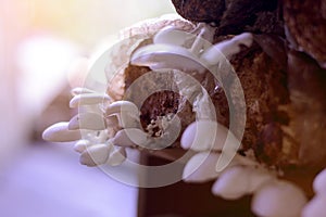 Image of Oyster mushroom grow from cultivation