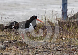 Image of oystercatchers along the coast of iceland