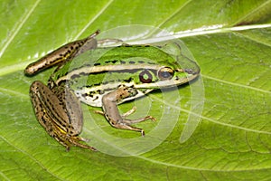 Image of paddy field green frog or Green Paddy Frog Rana erythraea on the green leaf. Amphibian. Animal