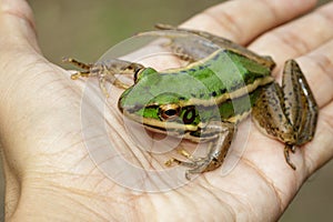 Image of paddy field green frog or Green Paddy Frog Rana erythraea on hand. Amphibian. Animal