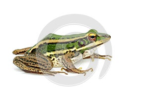 Image of paddy field green frog or Green Paddy Frog Rana erythraea on a white background. Amphibian. Animal