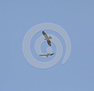 Common buzzards in flight