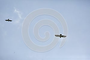 Common buzzards in flight